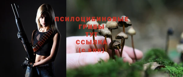 прущие грибы Лабытнанги